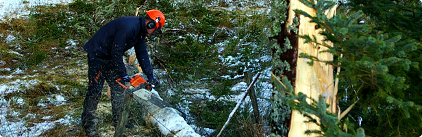 Damaged Tree Removal Cumbria