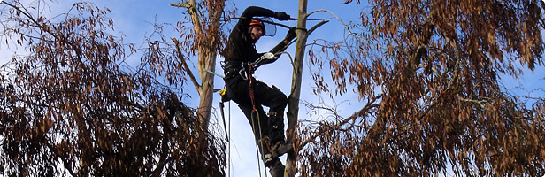 Dead Tree Removal Cumbria Dead Tree Removal Cumbria