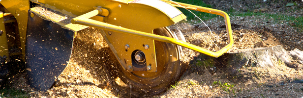 Stump & Root Removal Cumbria Stump & Root Removal Cumbria