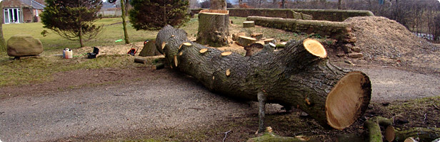 Tree Felling Cumbria Tree Felling Cumbria