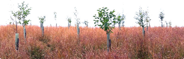 Tree Planting Carlisle Cumbria