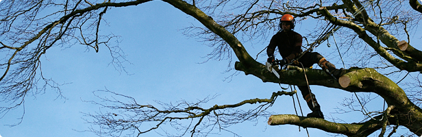 Tree Branch Removal Carlisle Cumbria