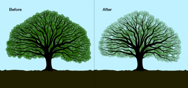 tree-crown-thin tree-crown-thin